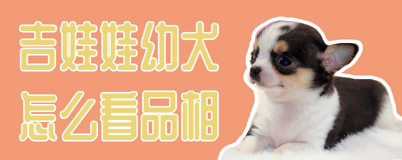 吉娃娃幼犬如何看品相