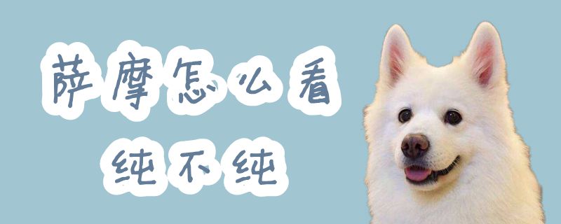 萨摩如何看纯不纯