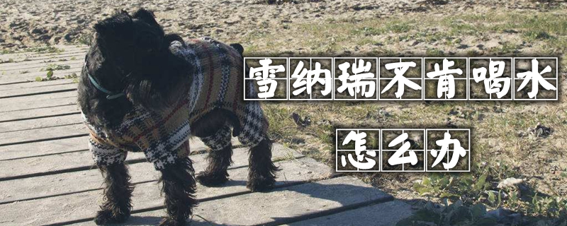 雪纳瑞不愿喝水如何解决