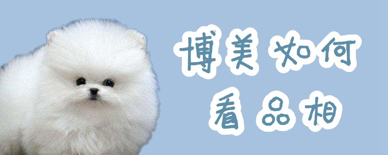 博美怎么样看品相