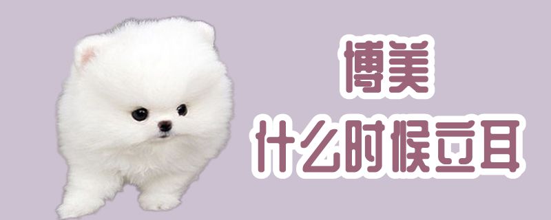 博美什么时间立耳