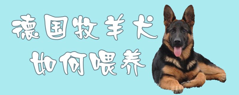 德国牧羊犬如何喂养1