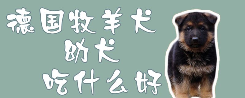 德国牧羊犬幼犬吃什么好1