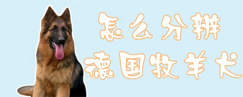如何分辨德国牧羊犬