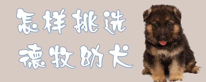 如何挑选德牧幼犬