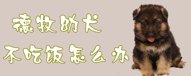 德牧幼犬不吃饭如何解决
