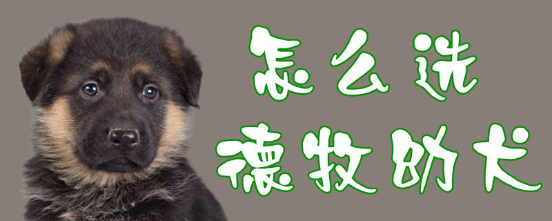 如何选德牧幼犬