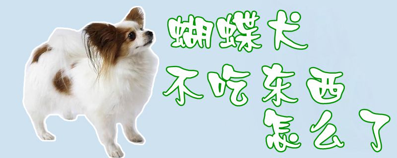 蝴蝶犬不吃东西如何了
