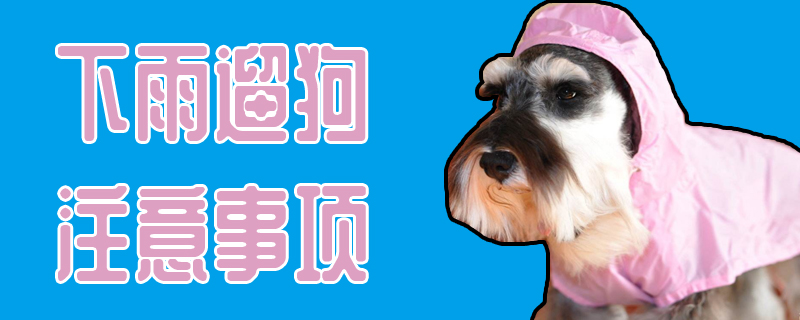 下雨遛狗需要注意的地方