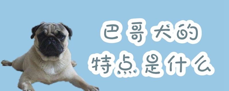 巴哥犬的特点有哪些
