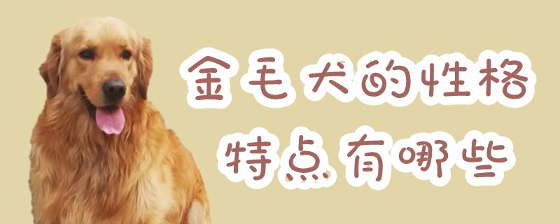 金毛犬的性格特征有什么