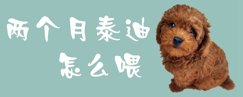 两个月泰迪如何喂