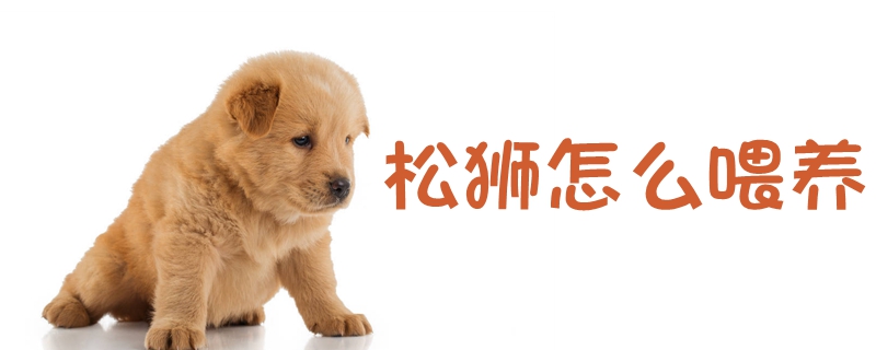松狮如何喂养