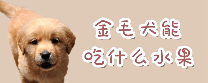 金毛犬可以吃什么水果