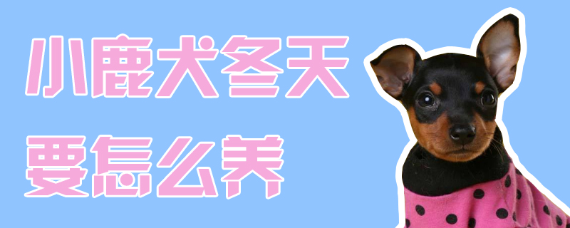 小鹿犬冬季要如何养