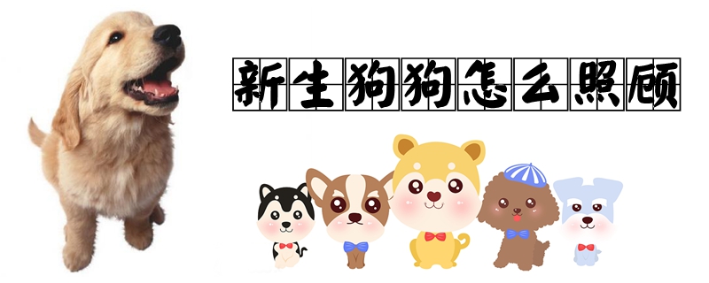 新生狗狗如何照顾