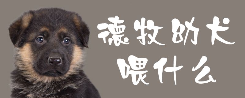 德牧幼犬喂什么