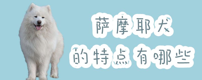 萨摩耶犬的特点是什么