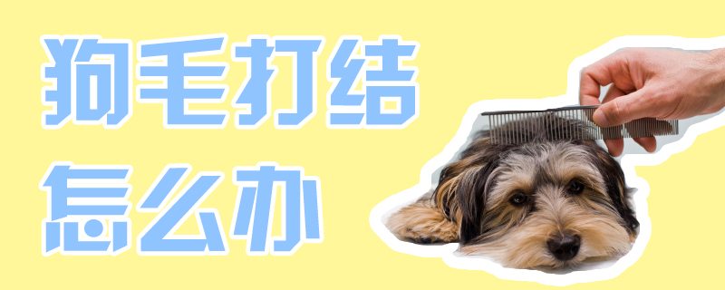 狗毛打结如何解决