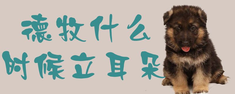 德牧什么时候立耳朵1