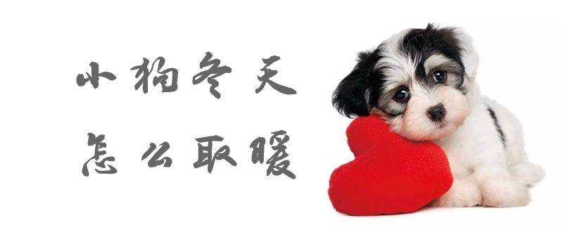 小狗冬季如何取暖