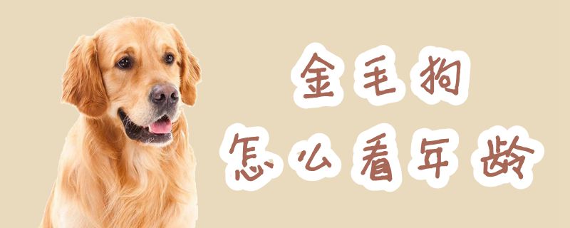 金毛狗如何看年龄