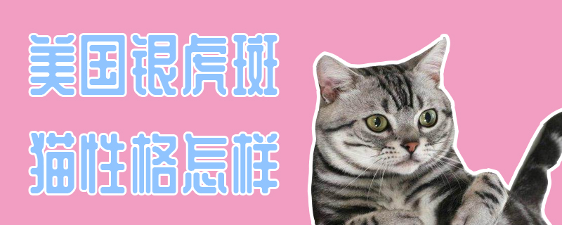 美国银虎斑猫性格怎样