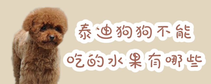 泰迪狗狗不可以吃的水果有什么