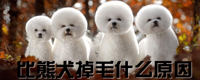 比熊犬掉毛哪些原因