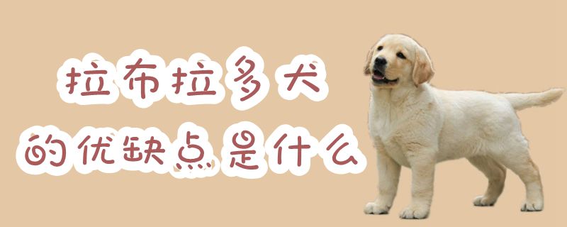 拉布拉多犬的优势和弊端是什么