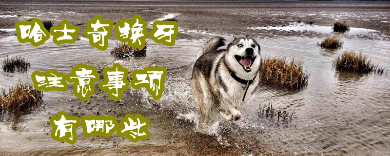 哈士奇换牙有什么需要注意的地方