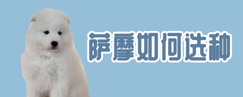萨摩怎么样选种