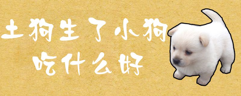 土狗生了小狗吃那些好