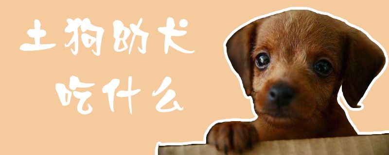 土狗幼犬吃那些