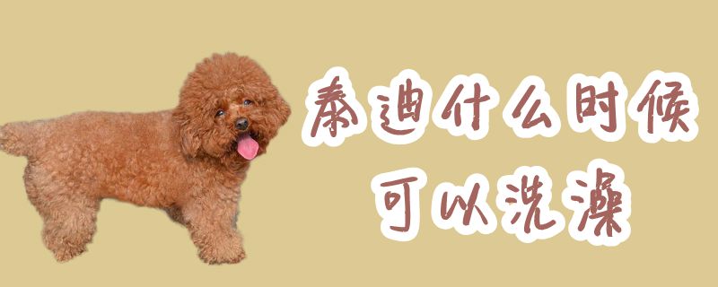 泰迪什么时间可以洗澡