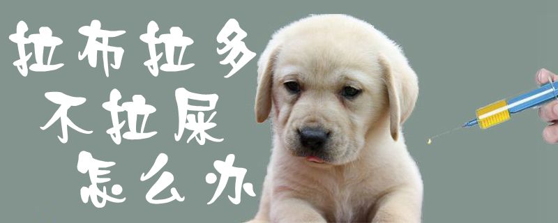 拉布拉多不拉大便如何解决