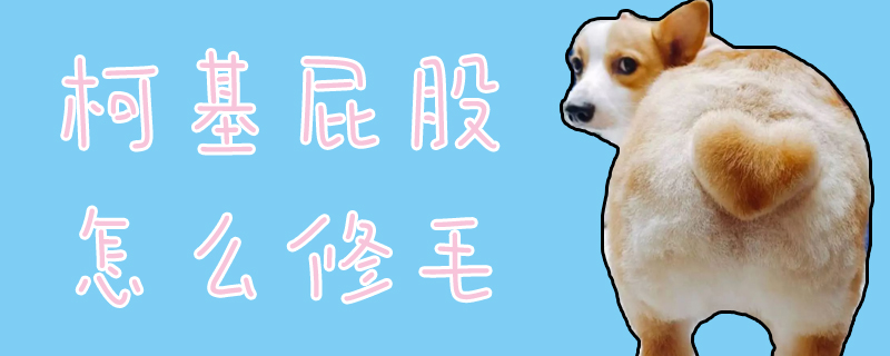 柯基屁股怎么修毛-第1张图片 柯基屁股怎么修毛-第1张图片
