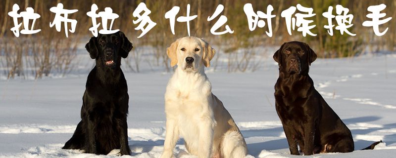 拉布拉多什么时间换毛