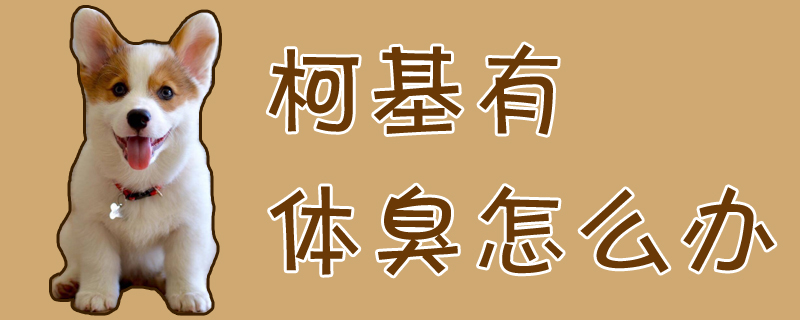 柯基有体臭怎么办-第1张图片 柯基有体臭怎么办-第1张图片