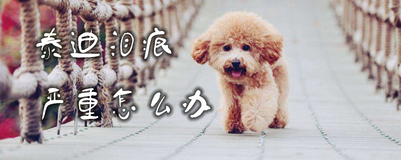 泰迪泪痕紧急如何解决