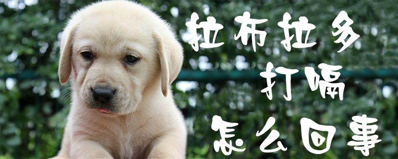 拉布拉多打嗝什么问题