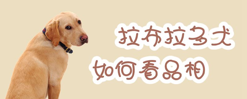 拉布拉多犬怎么样看品相