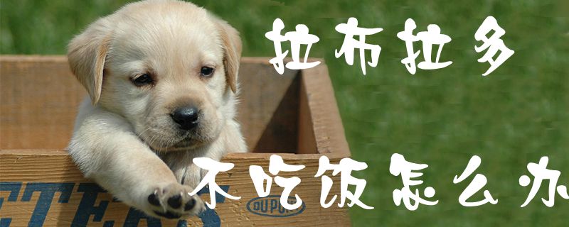 拉布拉多不吃饭如何解决