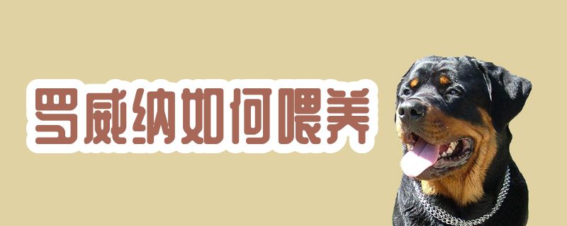 罗威纳怎么样喂养