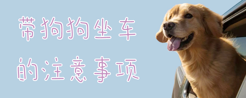 带狗狗坐车的需要注意的地方