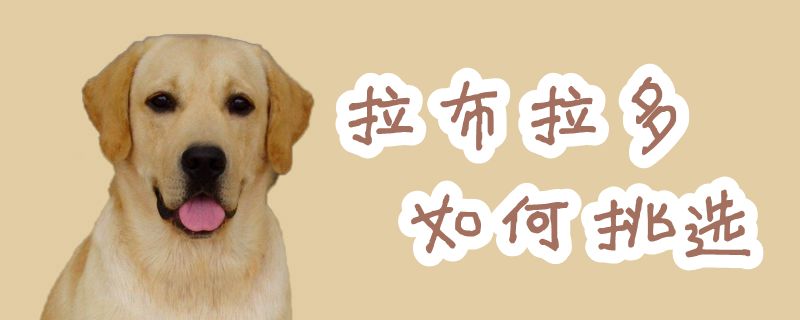 拉布拉多怎么样挑选