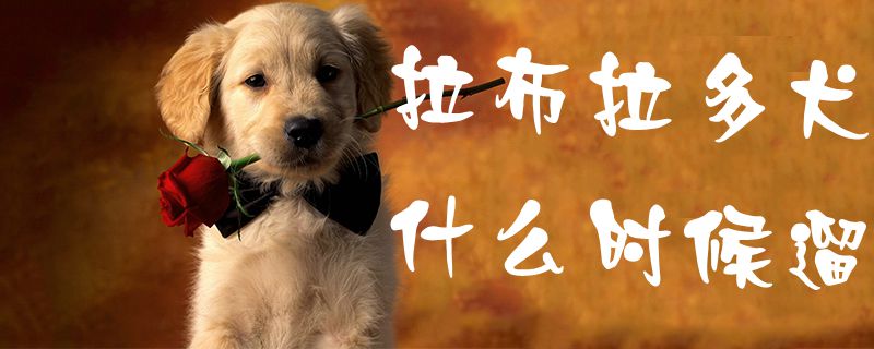 拉布拉多犬什么时间遛