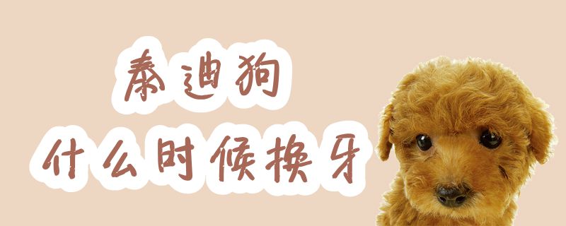 泰迪狗什么时间换牙