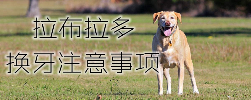 拉布拉多换牙需要注意的地方