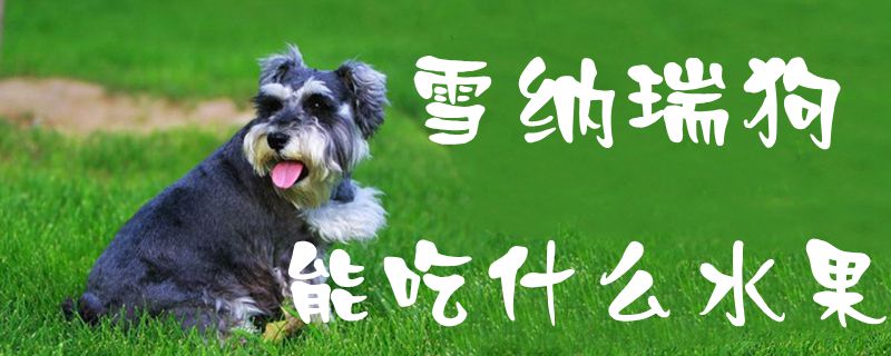 雪纳瑞狗可以吃什么水果